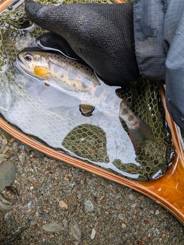 アマゴの釣果