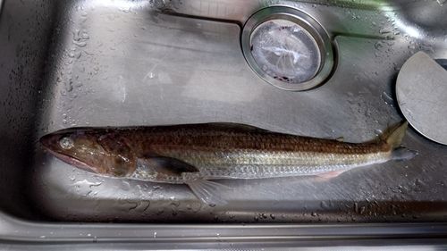 エソの釣果