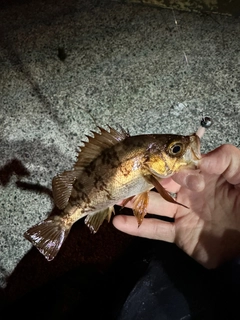 シロメバルの釣果