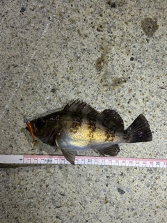 メバルの釣果