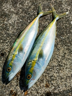 コゾクラの釣果