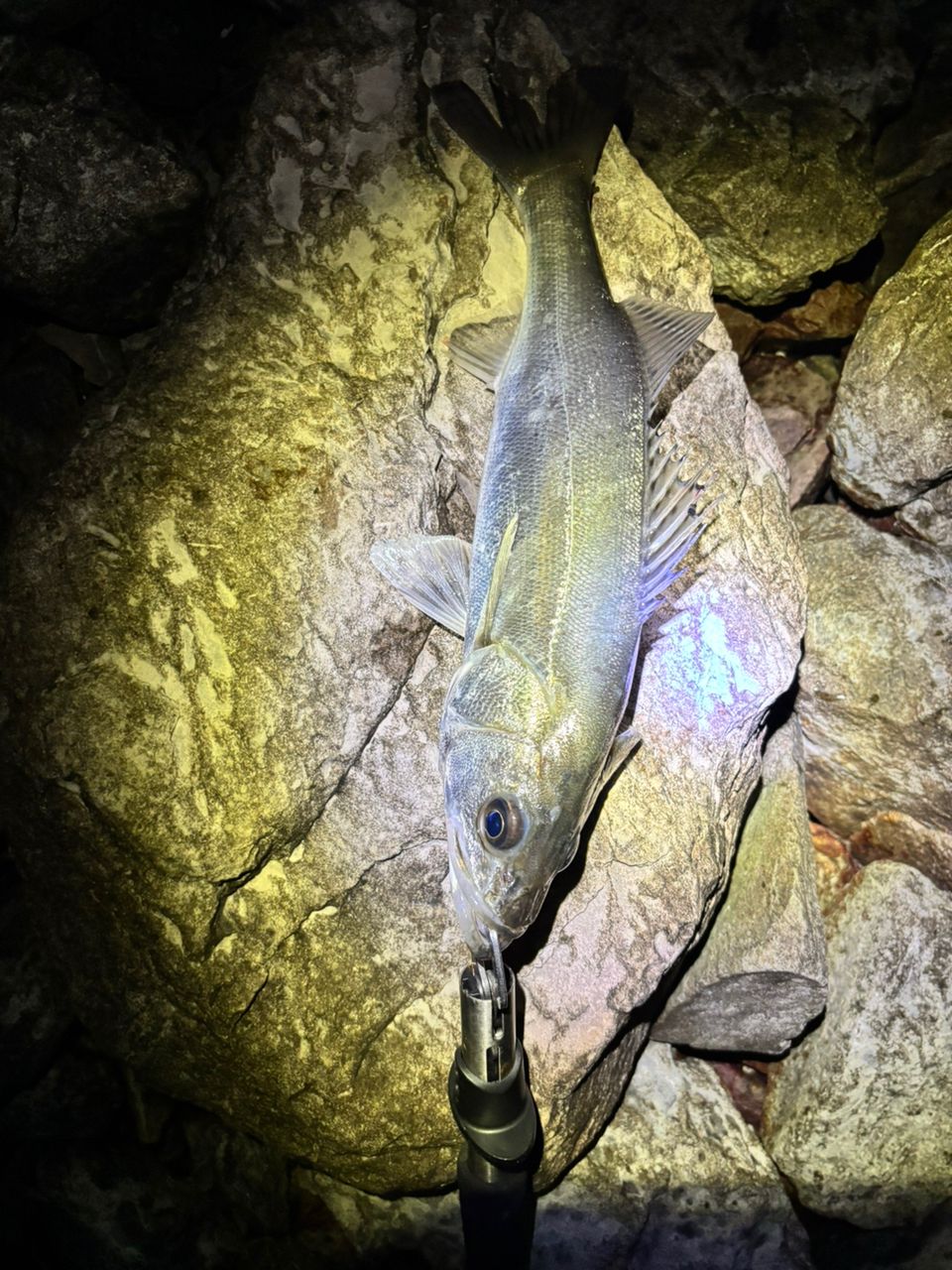 SHIMANO 19エンカウンター S106MLの最安値・インプレ・釣果 | 本音の