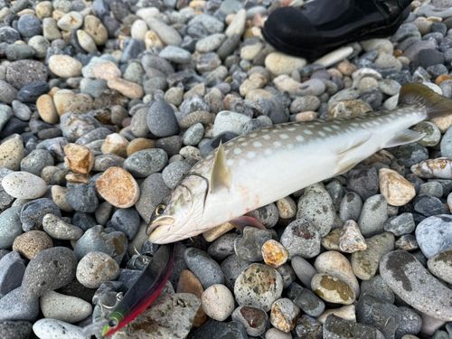 アメマスの釣果