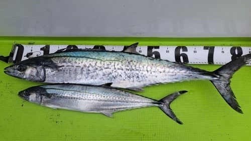 サワラの釣果