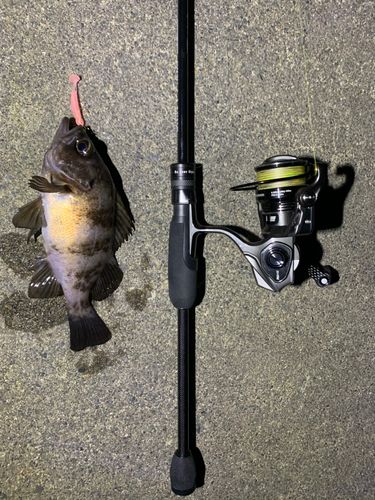 クロソイの釣果