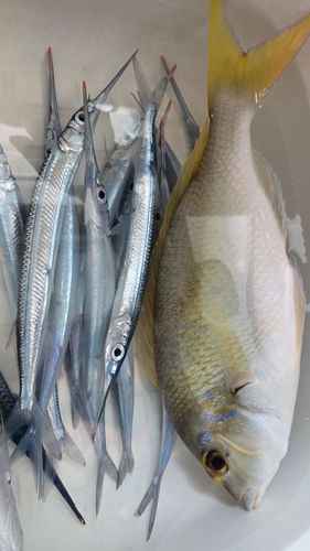 ジューマー(ヒトスジタマガシラ)の釣果