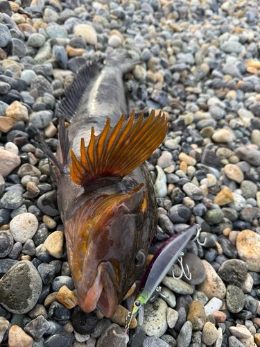 アイナメの釣果