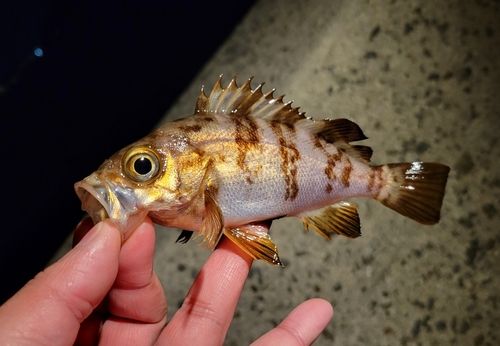 メバルの釣果