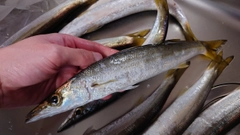 アカカマスの釣果