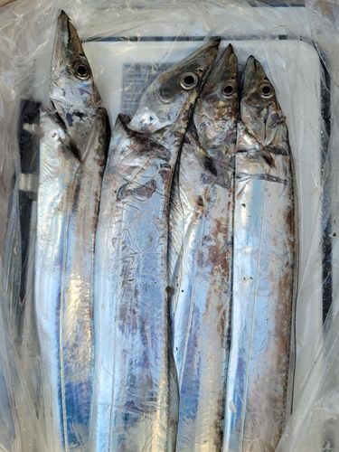 タチウオの釣果