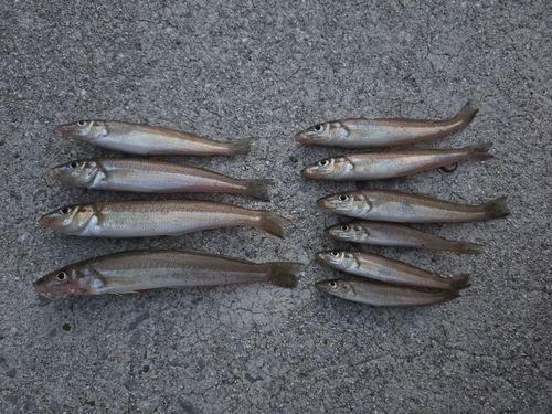 キスの釣果