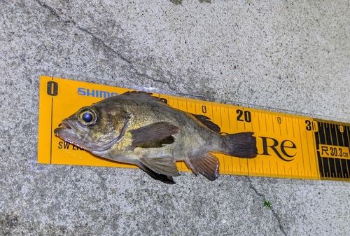 メバルの釣果
