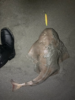 カスザメの釣果