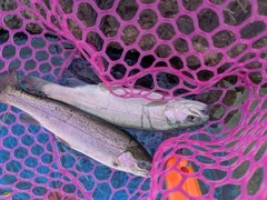 ニジマスの釣果