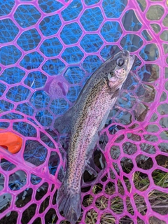 ニジマスの釣果