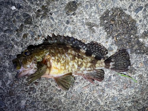 カサゴの釣果