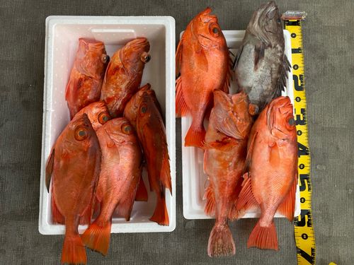 キンメダイの釣果