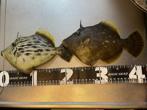 カワハギの釣果