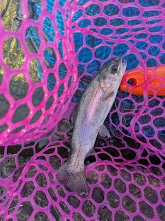 ニジマスの釣果