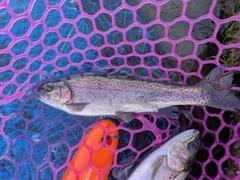 ニジマスの釣果