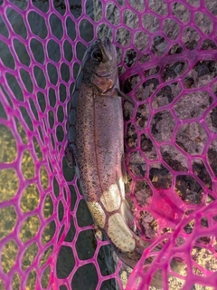 ニジマスの釣果