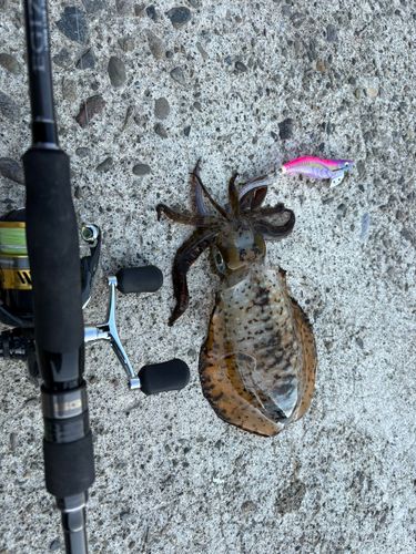 イカの釣果