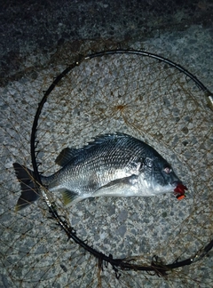 キビレの釣果