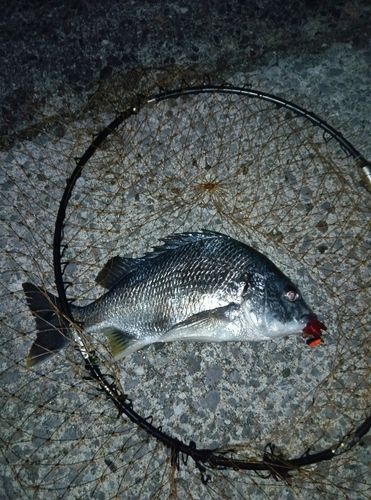 キビレの釣果