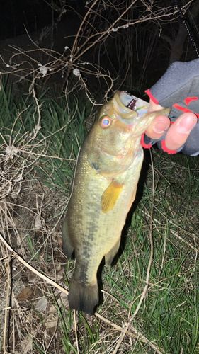 ラージマウスバスの釣果