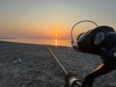 クサフグの釣果