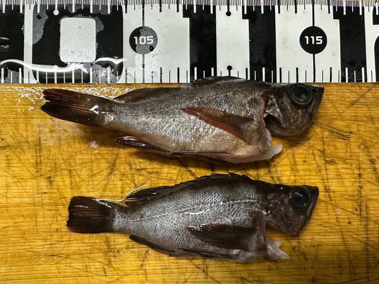SHIMANO 19シーマーク 海上釣堀 3-360の最安値・インプレ・釣果 | 本音