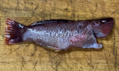 アカササノハベラの釣果