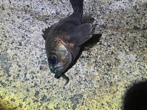 シロメバルの釣果