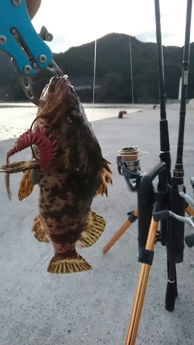 ベッコウゾイの釣果