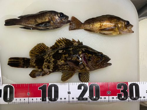 タケノコメバルの釣果