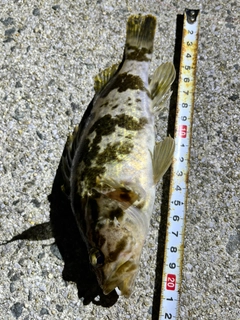 タケノコメバルの釣果