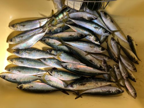 サバの釣果