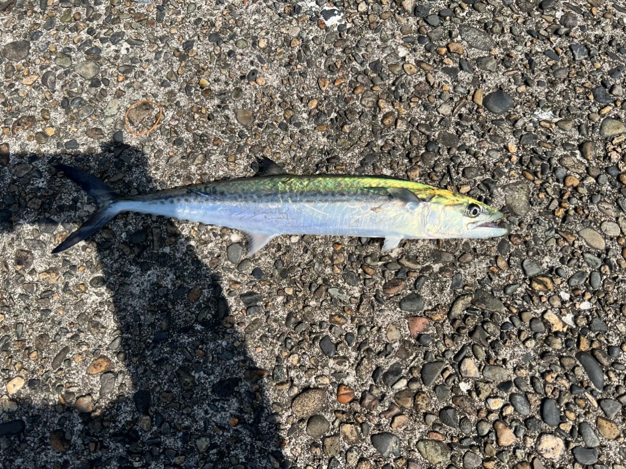 SHIMANO 23ダイナダート XR S90MHの最安値・インプレ・釣果 | 本音の