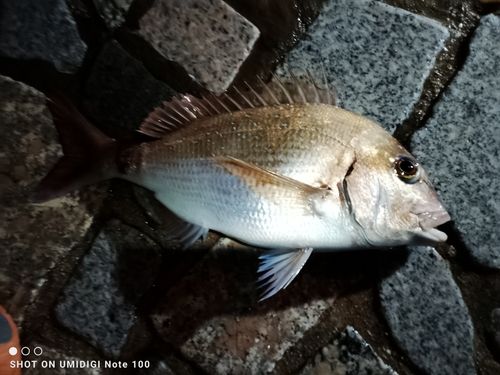 マダイの釣果