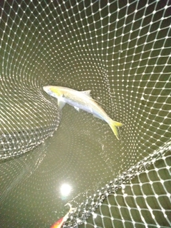 コノシロの釣果