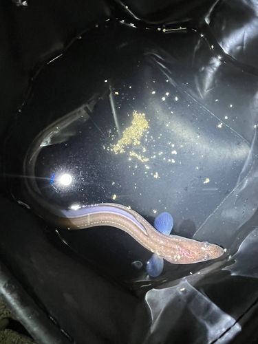 アナゴの釣果