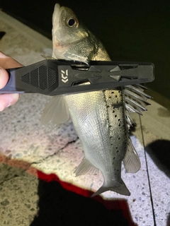 セイゴ（タイリクスズキ）の釣果