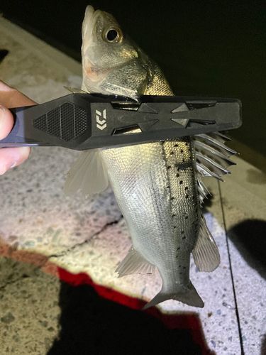 セイゴ（タイリクスズキ）の釣果