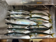 サバの釣果