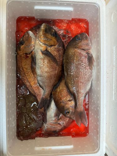 マダイの釣果