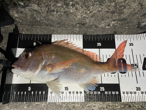 マダイの釣果
