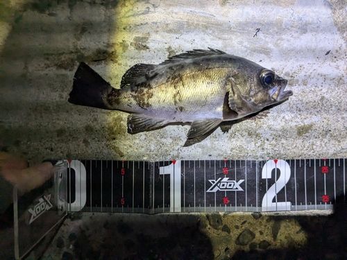 メバルの釣果