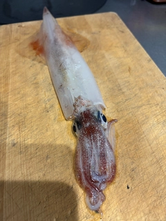 ヤリイカの釣果