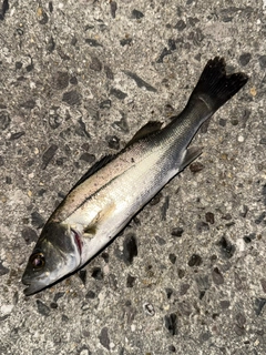 セイゴ（マルスズキ）の釣果