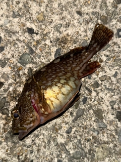カサゴの釣果
